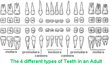 4 different kinds teeth